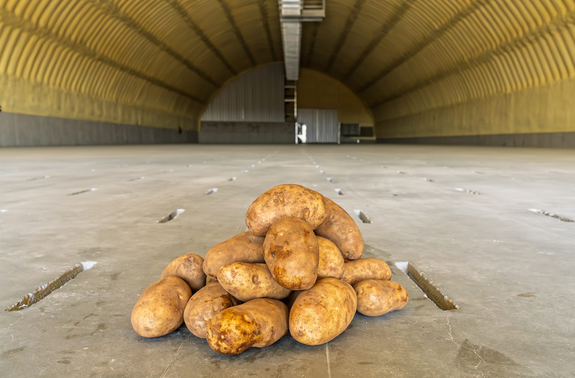Pile of potatoes in large storage facility