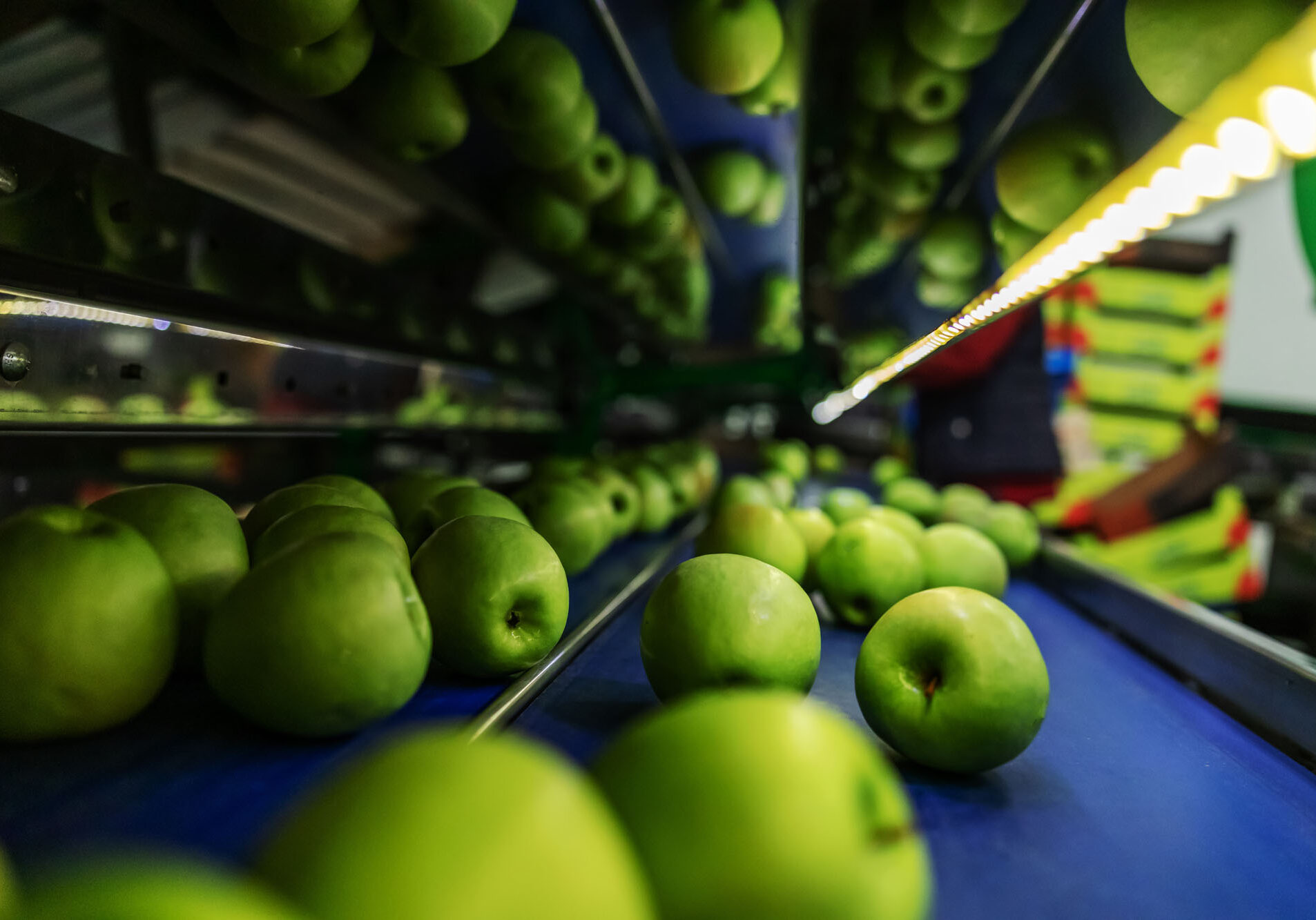 Green apples on sorting conveyor belt.