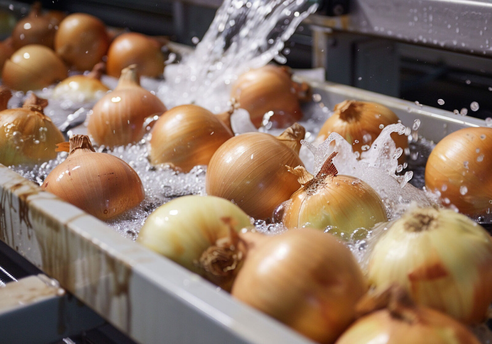 Onions being washed in water bath.