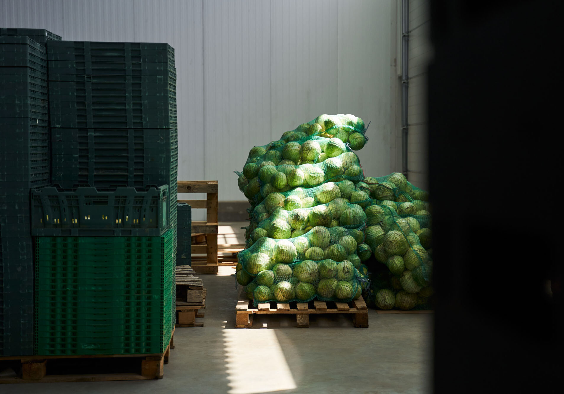Pallets of cabbages in storage warehouse